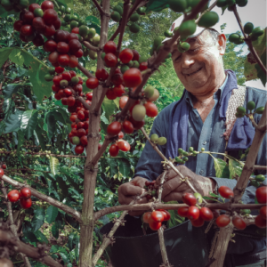 TRUE COFFEES GIF example 1 (1)